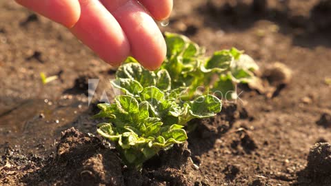 Scientists grow potato and tomato in one plant, naming it ‘Pomato’