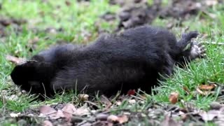 Snacking Squirrel Can't Stand Up