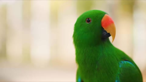 Colorful nature - Birds