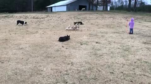 Clever dogs drove the ducks. Video about dogs.