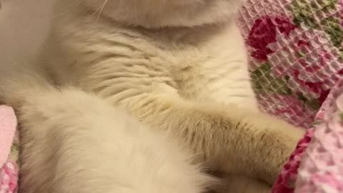 White cat with closed eyes licks paw