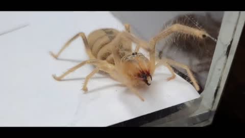 What will happen if Giant Camel spider sees Venomous Scorpion ?And cockroach..