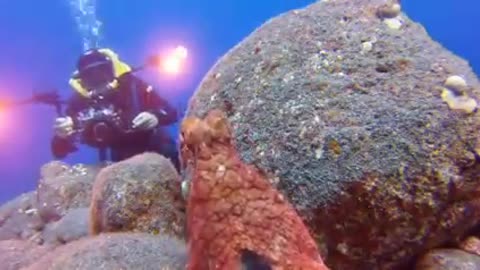 Photographer Playing 'Peek A Boo' With Octopus