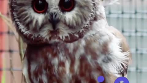 owl#whatanimalareyou