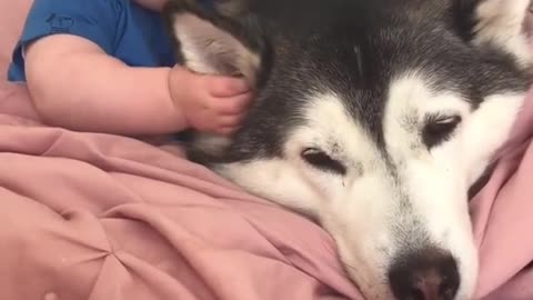 Dog & baby becoming best friend