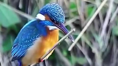 Kingfisher keeping its head rock steady