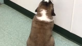 Puppies first Vet visit