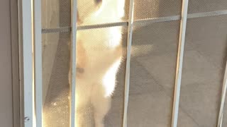 Let Me Out!