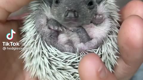 Hedgehog making bird sound