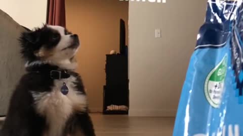 Impatient puppy struggles to sit for treats
