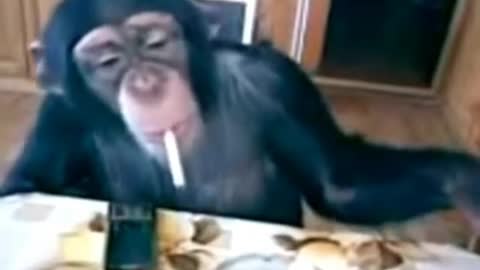 MONKEYS Funny Monkey Videos