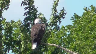 326 Toussaint Wildlife - Oak Harbor Ohio - Eagle Comes To Give Awe And Wonder