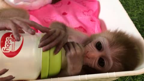 Baby Monkey BiBi Playing and drinking milk the latest funny animal videos for monkeys