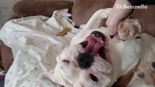 Dog making heavy breathing noises while being tickled
