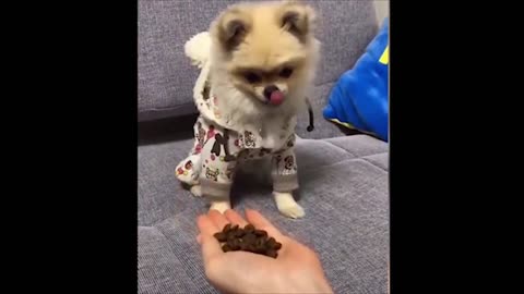 Baby Chi chi realizing he has been betrayed by his owner