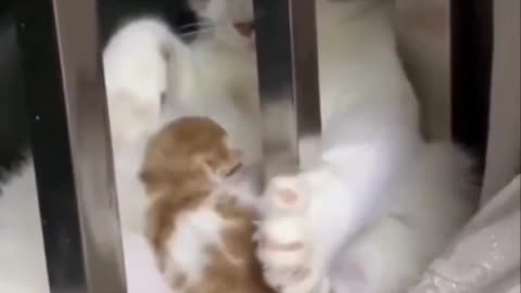 Mom and Kitten best moments