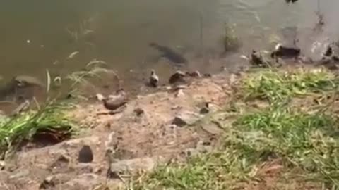 Quick Bird Escapes From Hungry Fish