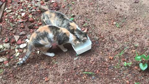 Mother & Daughter Cats are getting their breakfast tea