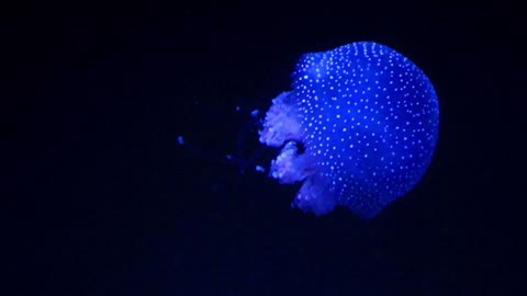 Jellyfish Glowing