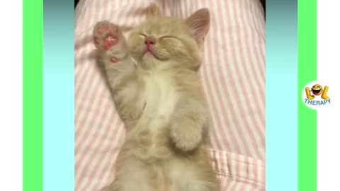 Cute kittens meowing | Cute kitten videos compilation #2