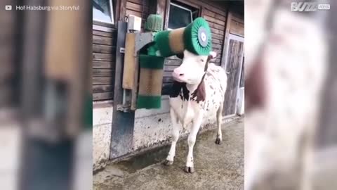 The cow cleans and plays