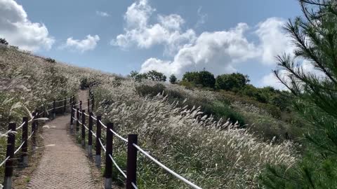 Wonderful silver grass field