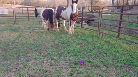 GYPSY HORSE Girls PINK POLKA DOT PURPLE ROOSTER TOY FAIL #2