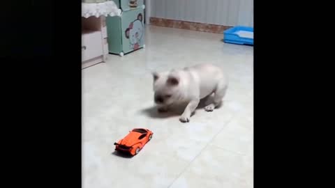 The Dog Is Curious About The Transformer Car (Laugh Together)