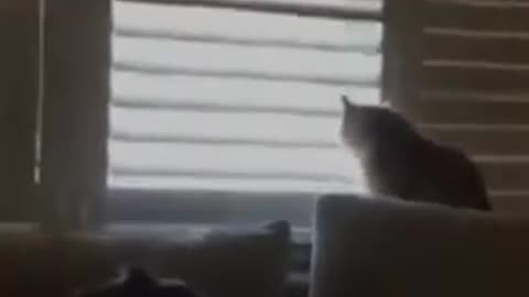 Very nice Cat funny video