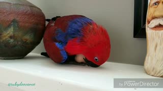 Parrot confuses toy for egg, instinctively sits on it