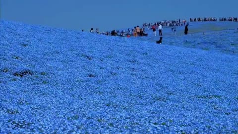 This sea of blue flowers is really beautiful