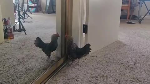 Tiny bantam chicken sees her own reflection for the first time