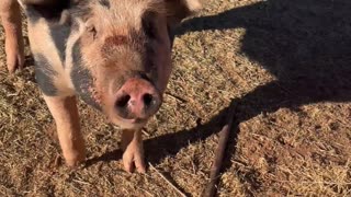 The Great Pig Escape: Berkshire-Hampshire Mangalistas on the Loose at H5 Ranch