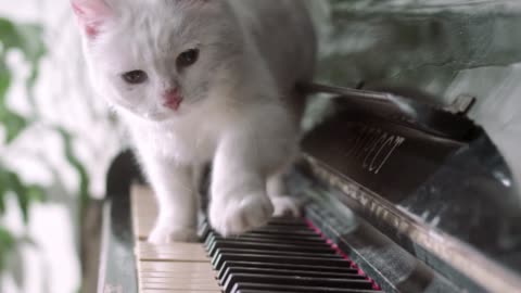 Enjoy Piano Vibe with CAT .........!! ♥♥♥♥