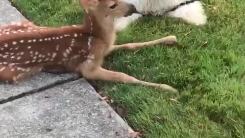 Puppy and Deer are Best Friend
