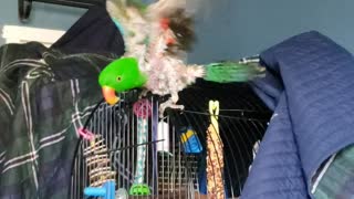 Buddy the Eclectus tries to fly!