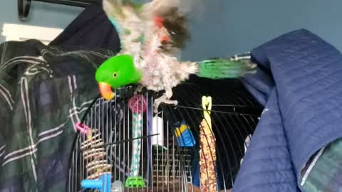 Buddy the Eclectus tries to fly!