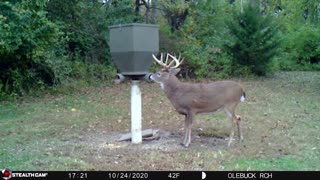 10 pt Buck on Trail Cam