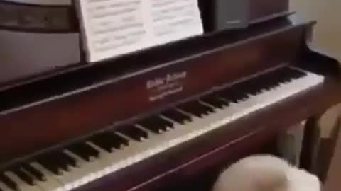 Adorable Dog Playing Piano Like A Pro 😂He is Better Than Me