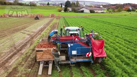 GIGANTIC Carrots Production Line