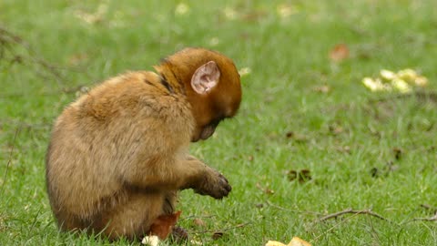 Baby monkey eating bread