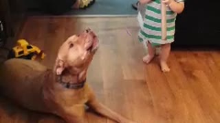 Pit Bull Lets Out An Impressively Long Howl