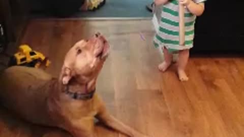Pit Bull Lets Out An Impressively Long Howl