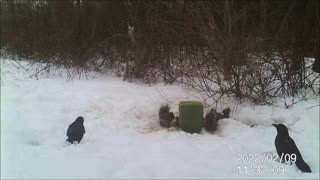 Backyard Trail Cam - Squirrels and Crows