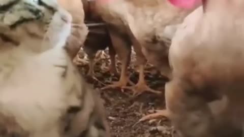 The cutest animals, cats and chickens🐥🐈😅