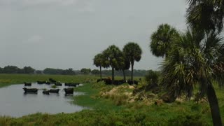 Cattle Ranching In Desoto (Arcadia) Florida.