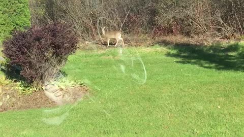 Deer having a snack