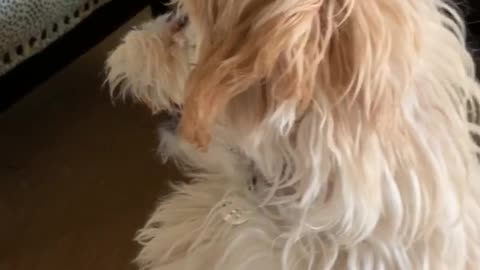 Cute beige maltese dog tries jump onto couch while carrying bone in its mouth