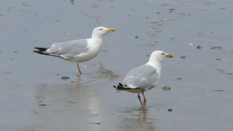 seagulls on the ground