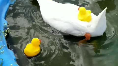 Young Goose Playing With Rubber Ducks in her Pool